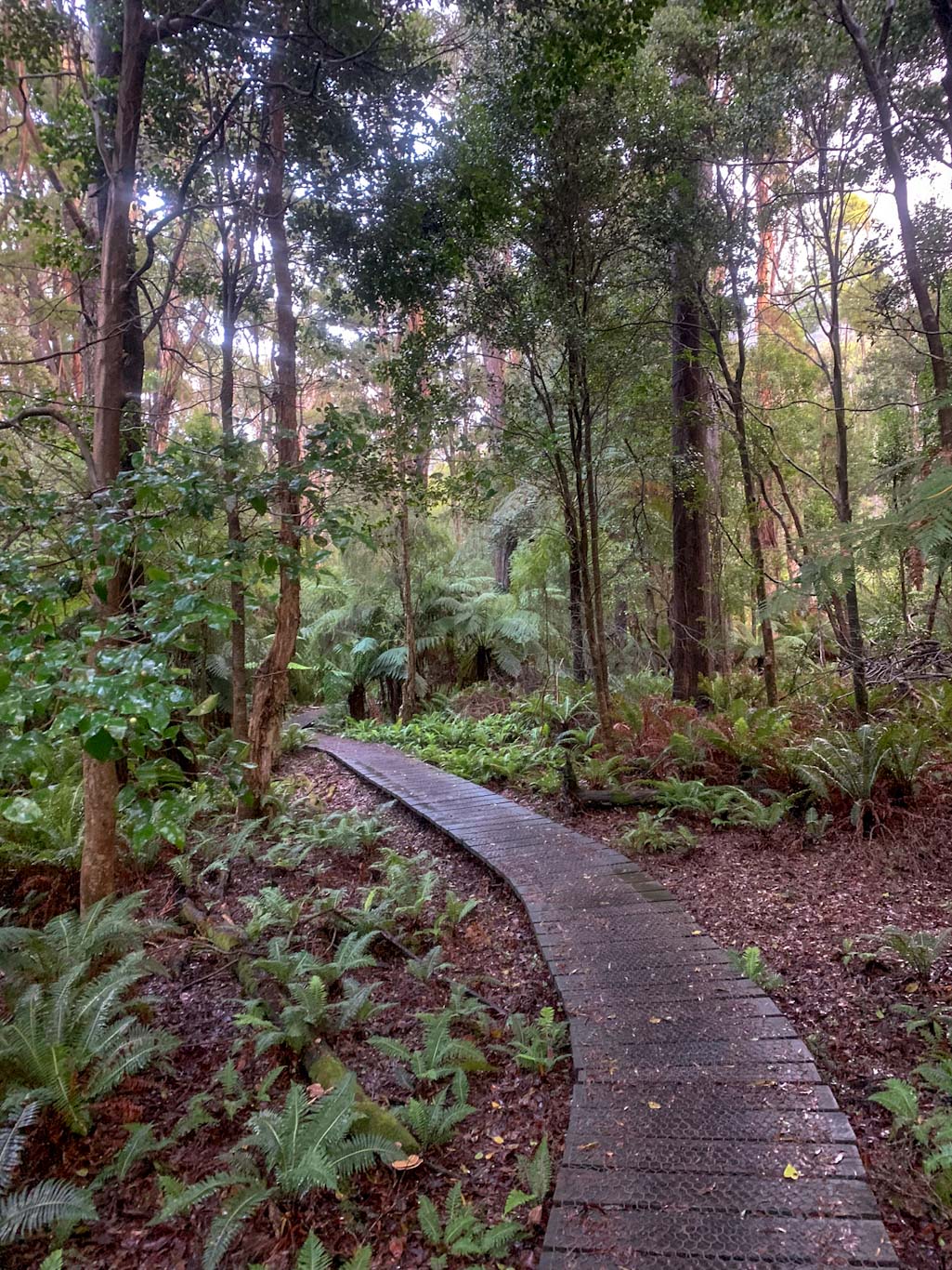 Boardwalk leading to Sealers Cove